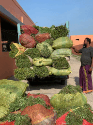 A person standing next to a pile of cauliflowersDescription automatically generated with low confidence