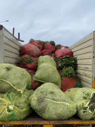 A group of watermelonsDescription automatically generated with medium confidence