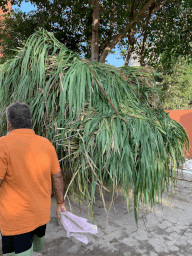 A picture containing tree, outdoor, person, plantDescription automatically generated