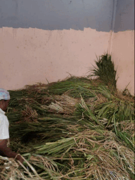 A picture containing grass, outdoorDescription automatically generated