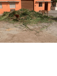 A picture containing outdoor, ground, house, dirtDescription automatically generated
